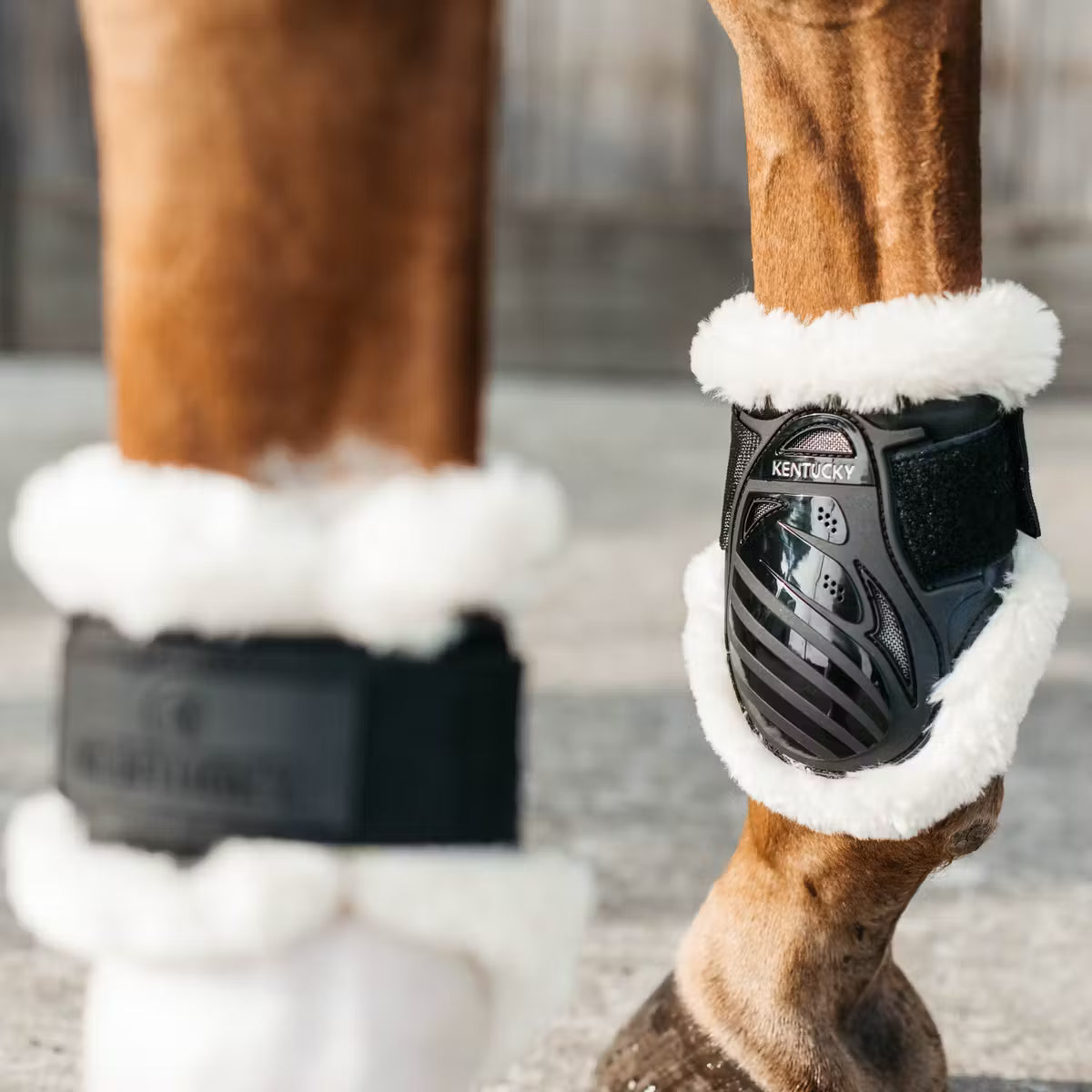 Kentucky Young Horse Sheepskin Fetlock Boots, Black-2