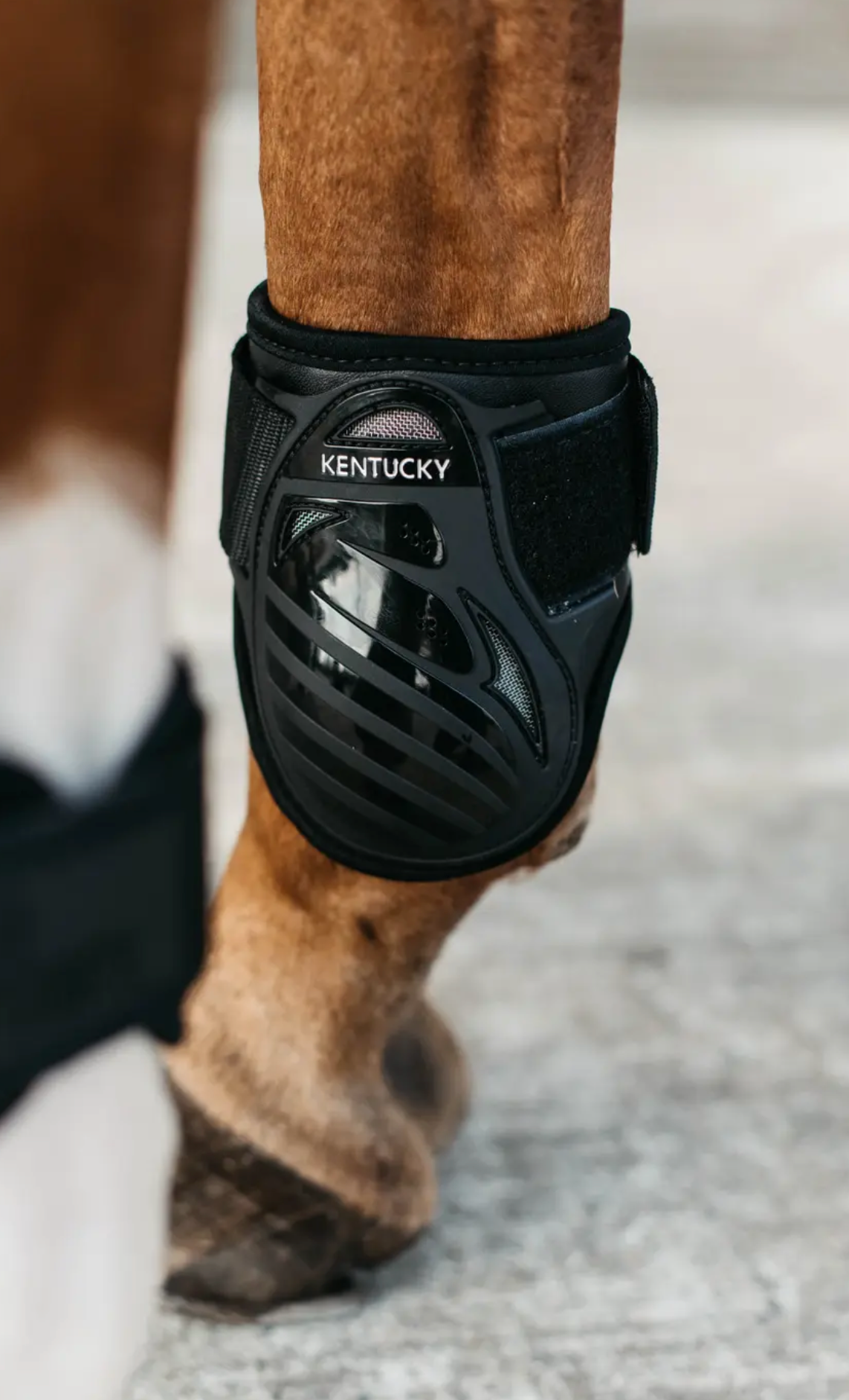 ledelse Normalisering ironi Kentucky Young Horse Fetlock Boots – EQU Lifestyle Boutique